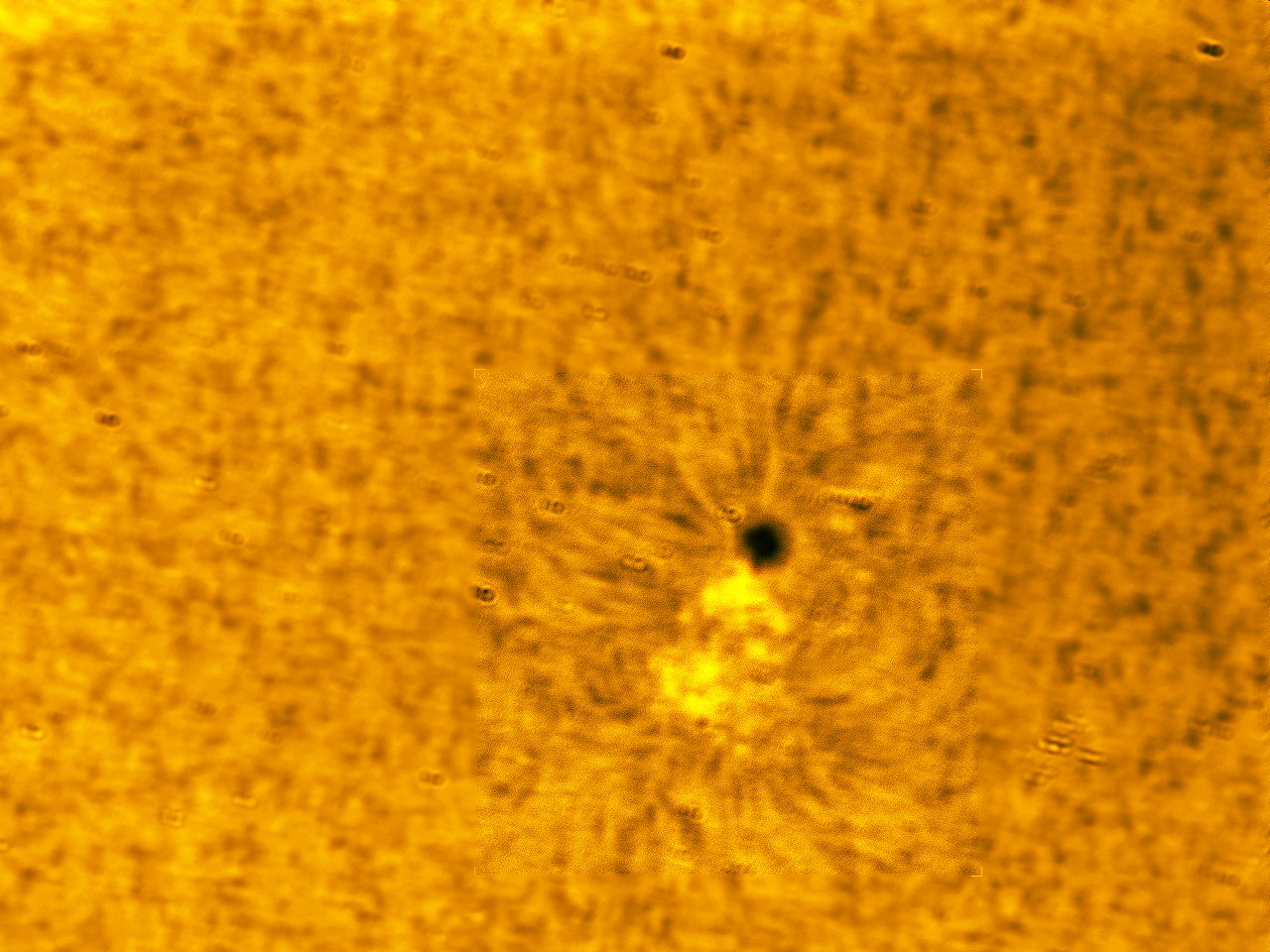 Sun_24-5-2010_5X.jpg