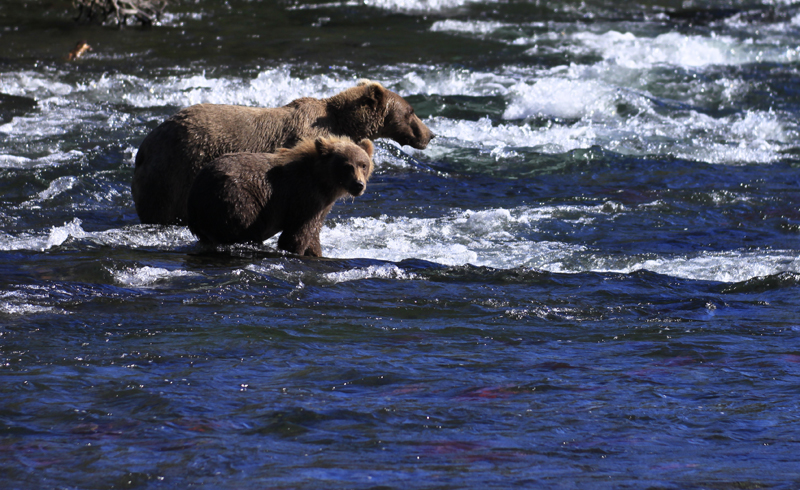 2010-9-11 Alaska 棕熊 By Tina  .jpg