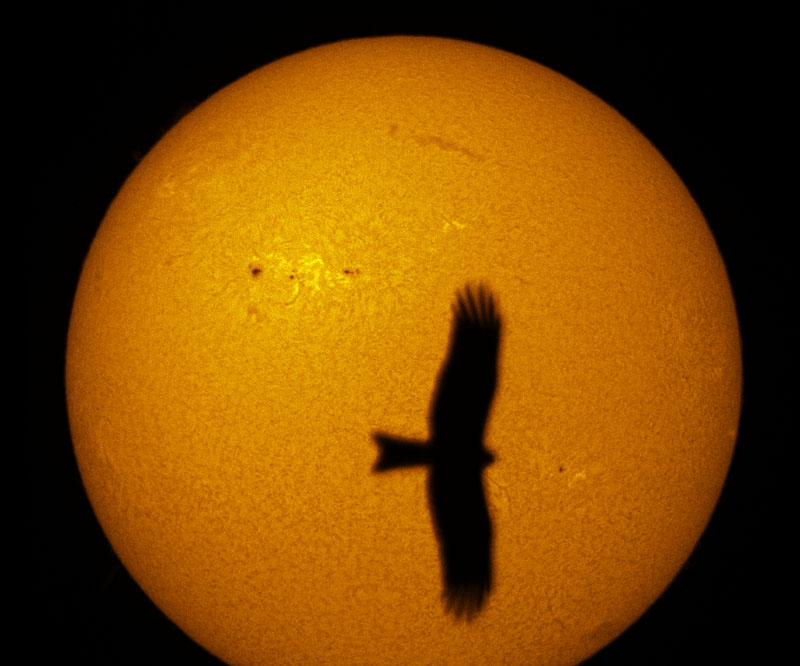 bird_20130116.jpg