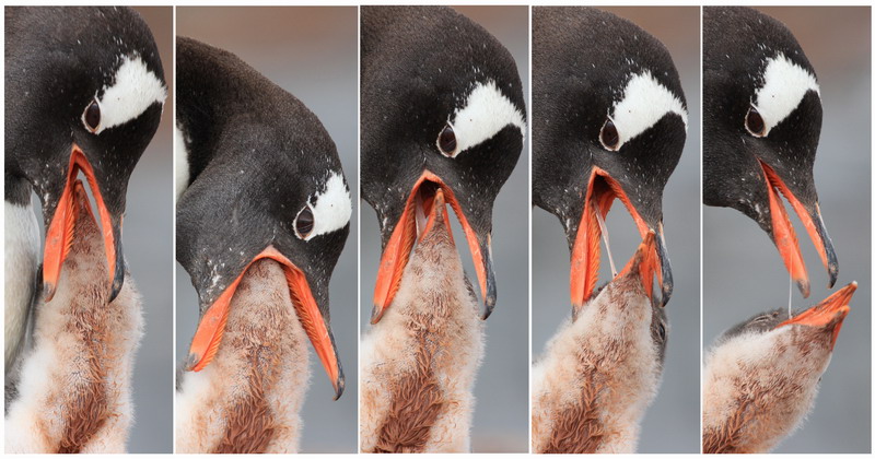 feeding.jpg